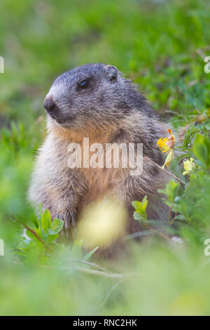 one natural groundhog marmot (marmota monax) sitting in grassland with flowers Stock Photo