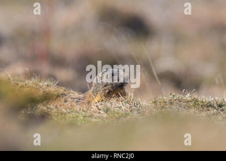 natural groundhog marmot (marmota monax) hiding in grassland, sunshine Stock Photo