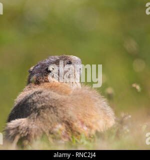 back view natural groundhog marmot (marmota monax) in grassland, sunshine Stock Photo
