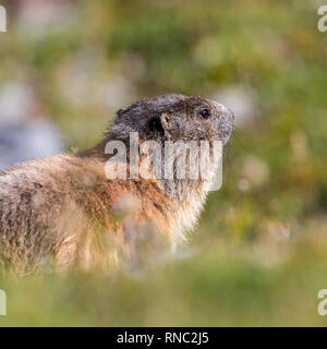 natural groundhog marmot (marmota monax) portrait, grassland, sunshine Stock Photo