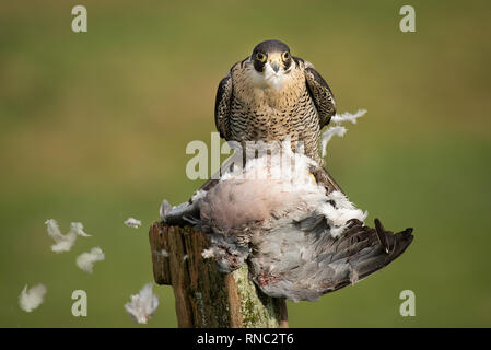 A pregrine falcon with a pigeon as prey faces forward. Feathers are blowing its prey in the wind Stock Photo