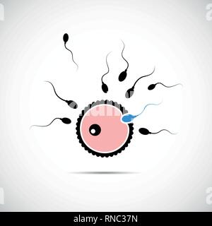 fertility reproduction of ovum and spermatozoon blue vector illustration EPS10 Stock Vector