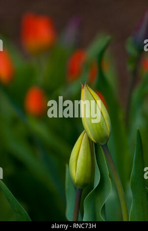 2 red tulip buds about to bloom Stock Photo