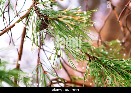 fir branches with cones, rain drops on fir needles Stock Photo