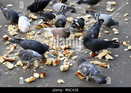 a flock of urban pigeons eating pieces of dry bread scattered on a concrete pavement Stock Photo