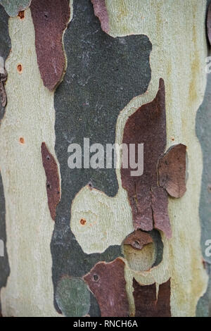 Colorful bark of an Australian gum tree peeling off from its trunk creating a beautiful pattern which can be used as background or wallpaper Stock Photo