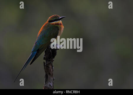 Blue-tailed Bee-eater Stock Photo