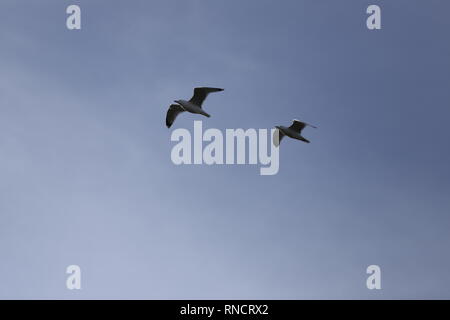 two seagulls flying in the blue sky Stock Photo