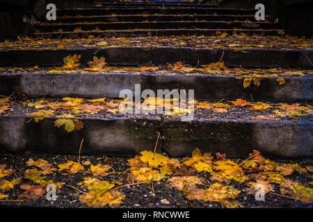 Concrete steps after rain with yellow leafs on them Stock Photo