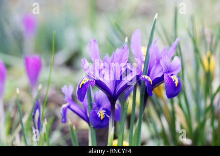 Iris reticulata 'Harmony' flowers growing in the garden. Stock Photo