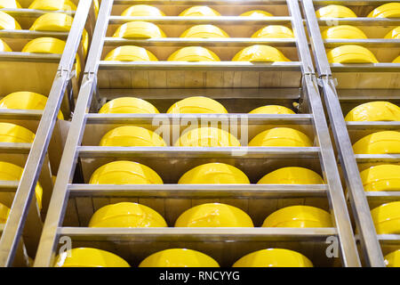 Shelves with yellow heads cheese closeup. cheese room