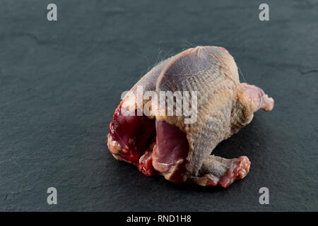A single plucked and prepared uncooked woodpigeon photographed on a dark, slate background. The woodpigeon, Columba palumbus, is one of the UK’s most  Stock Photo