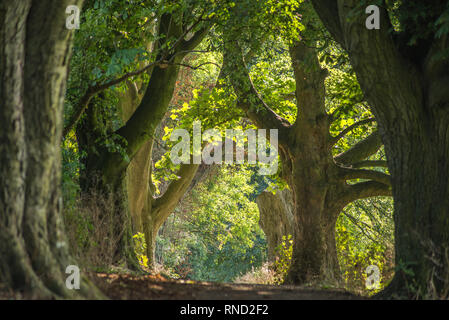 A hilly public footpath that is tunnel like and undulating,with trees on either side Stock Photo