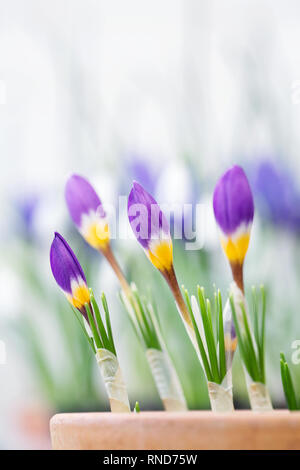 Crocus sieberi subsp. sublimis 'Tricolor' flowers. Stock Photo