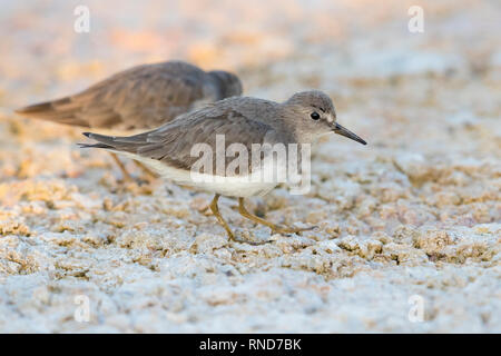 Temminck's Stint (Calidris temminckii), side view of an adult in winter plumage in Oman Stock Photo