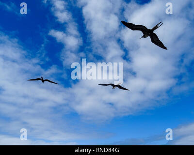 Three silhouettes of Frigate Birds flying against a blue sky with fluffy white clouds Stock Photo