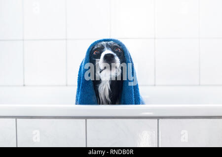 Dog Sitting in Bath. Cute Black and White Border Collie after Bathing with Blue Towel on Head. Stock Photo