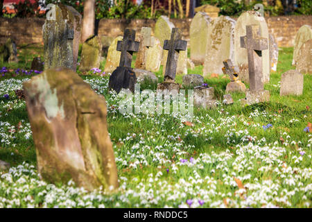 Winter Snowdrops in the Churchyard Stock Photo