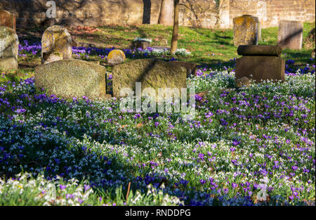 Winter Snowdrops in the Churchyard Stock Photo