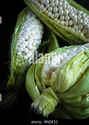 White Corn on the Cob Stock Photo