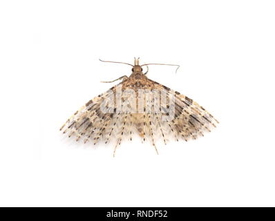 The twenty-plume moth Alucita hexadactyla on white background Stock Photo