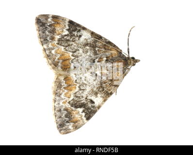Dark Marbled Carpet moth Dysstroma citrata isolated on white background Stock Photo