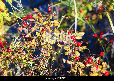 A view of a rose bush covered in hips Stock Photo
