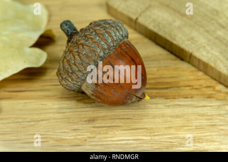 Dried acorn with oak leaf and piece of oak wood on the surface of a natural oak wood Stock Photo