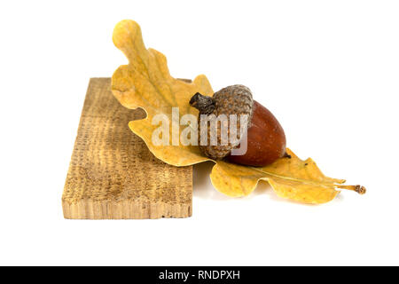 Dried acorn with oak leaf and piece of oak wood isolated on white Stock Photo