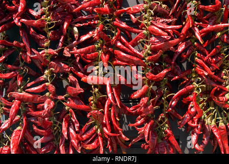 Bunches of red chili peppers Stock Photo