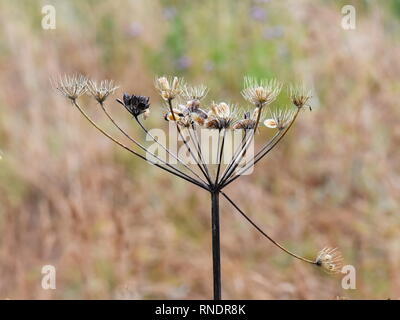 Dry seeds from hogweed plant Stock Photo