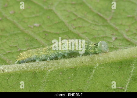 Caterpillar of Common Quaker clouded drab Orthosia cerasi moth on a leaf Stock Photo