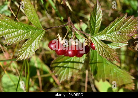 Red berries on a stone bramble Rubus saxatilis plant Stock Photo