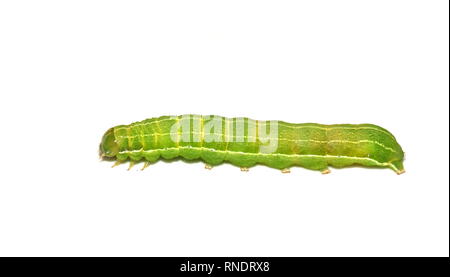 Caterpillar of Clouded Drab moth Orthosia incerta on white background Stock Photo