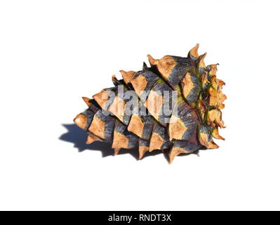 Colorful dwarf pine cone isolated on white background Stock Photo