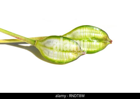 Green striped seed capsule from a wild tulip Tulipa tarda isolated on white background Stock Photo