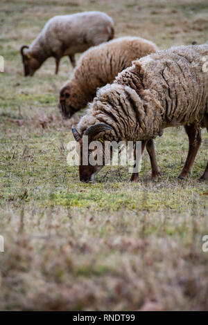 Rare breed of sheep grazing on grassland Stock Photo