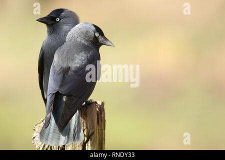 Two Jackdaws (Corvus monedula) perched in farmland. February 2019, Gloucestershire, UK Stock Photo