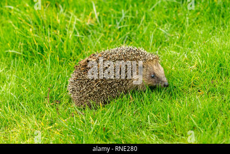 Hedgehog, adult, wild, native, European hedgehog (Erinaceus europaeus) in natural garden habitat on green grass lawn.  Facing right.  Landscape Stock Photo