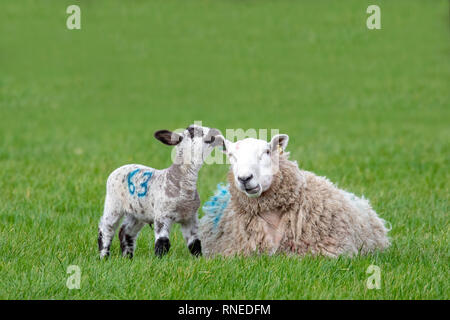 Flintshire, North, UK. 19th Feb, 2019. UK Weather: Cool conditions in the foothills of rural Flintshire as these new born lamb discovered in the village of Lixwm as it decides to chew the ear of it's mother Credit: DGDImages/Alamy Live News Stock Photo