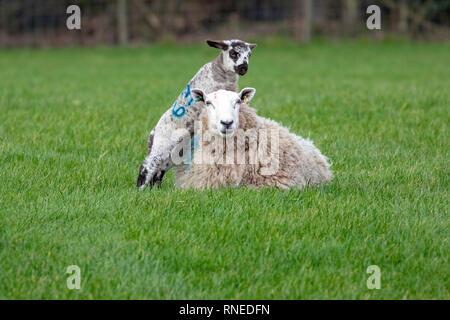 Flintshire, North, UK. 19th Feb, 2019. UK Weather: Cool conditions in the foothills of rural Flintshire as these new born lamb discovered in the village of Lixwm playing on top of its mother Credit: DGDImages/Alamy Live News Stock Photo