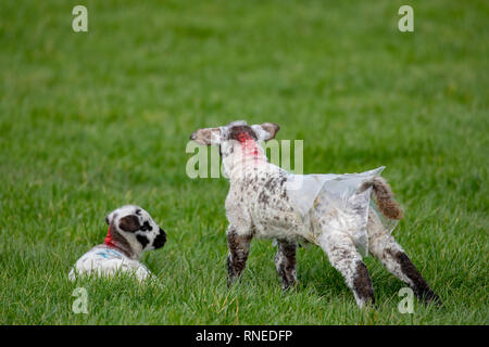 Flintshire, North, UK. 19th Feb, 2019. UK Weather: Cool conditions in the foothills of rural Flintshire as these new born lambs discovered in the village of Lixwm with one wearing a plastic jacket to keep warm Credit: DGDImages/Alamy Live News Stock Photo