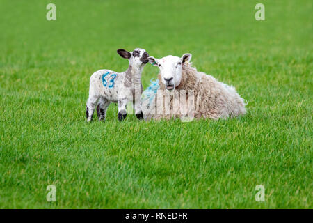 Flintshire, North, UK. 19th Feb, 2019. UK Weather: Cool conditions in the foothills of rural Flintshire as these new born lamb discovered in the village of Lixwm as it decides to chew the ear of it's mother Credit: DGDImages/Alamy Live News Stock Photo