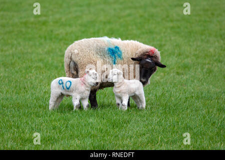 Flintshire, North, UK. 19th Feb, 2019. UK Weather: Cool conditions in the foothills of rural Flintshire as these new born lambs discovered in the village of Lixwm Credit: DGDImages/Alamy Live News Stock Photo