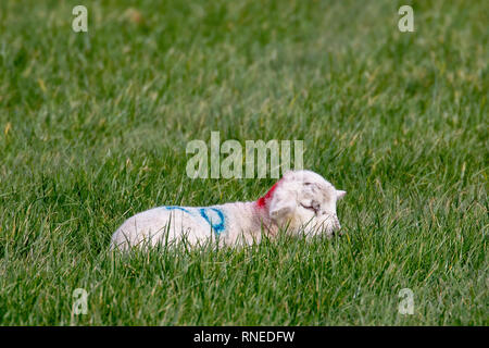 Flintshire, North, UK. 19th Feb, 2019. UK Weather: Cool conditions in the foothills of rural Flintshire as these new born lambs discovered in the village of Lixwm Credit: DGDImages/Alamy Live News Stock Photo