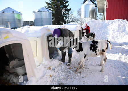 Beijing, USA. 13th Feb, 2019. Farmer Brad Kremer and his son feed the calves in his family farm located in Pittsville, Wisconsin, the United States, on Feb. 13, 2019. Credit: Liu Jie/Xinhua/Alamy Live News Stock Photo