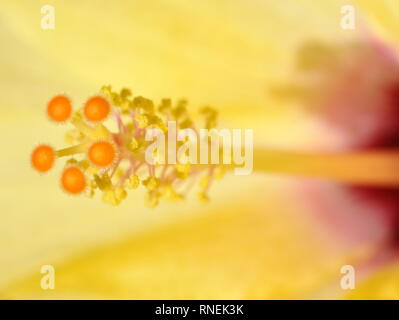 Closeup on the reproductive parts of a yellow hibiscus flower Stock Photo