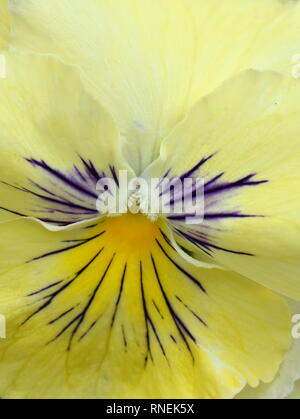 Closeup on single yellow pansy flower Stock Photo