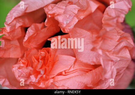 Closeup on a pink oriental poppy petals Stock Photo