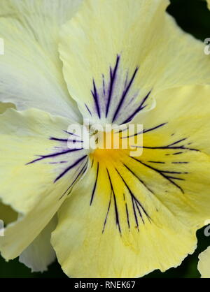 Closeup on single yellow pansy flower Stock Photo